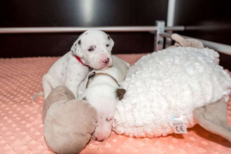 17. Lebenstag - B-Wurf (3)