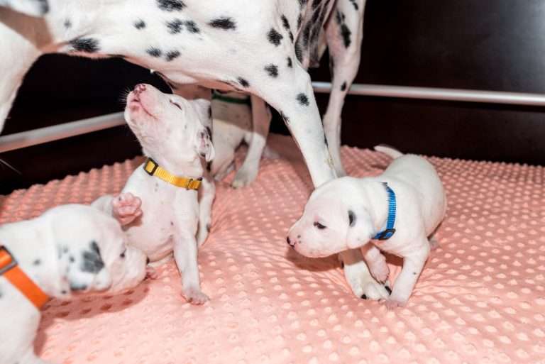 17. Lebenstag - B-Wurf (4)