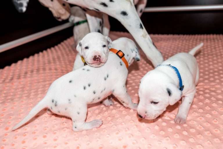 17. Lebenstag - B-Wurf (5)