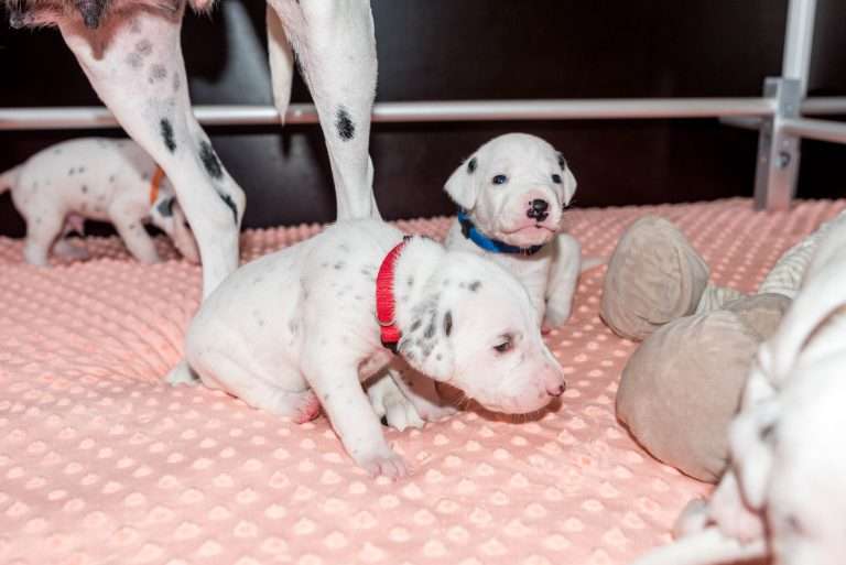 17. Lebenstag - B-Wurf (7)