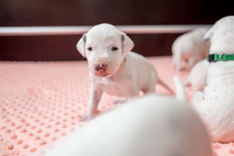 17. Lebenstag - B-Wurf (8)