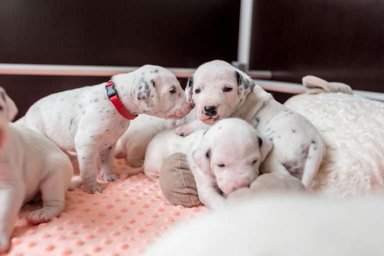 17. Lebenstag - B-Wurf (9)