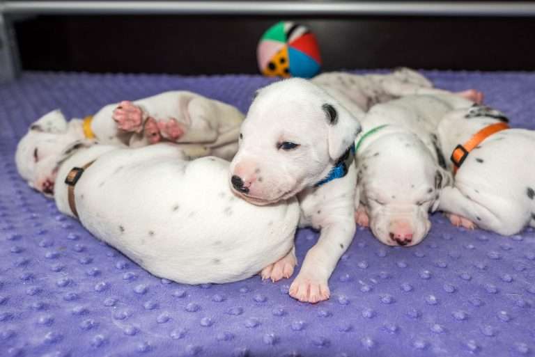 19. Lebenstag - B-Wurf (1)