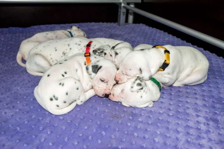 19. Lebenstag - B-Wurf (10)