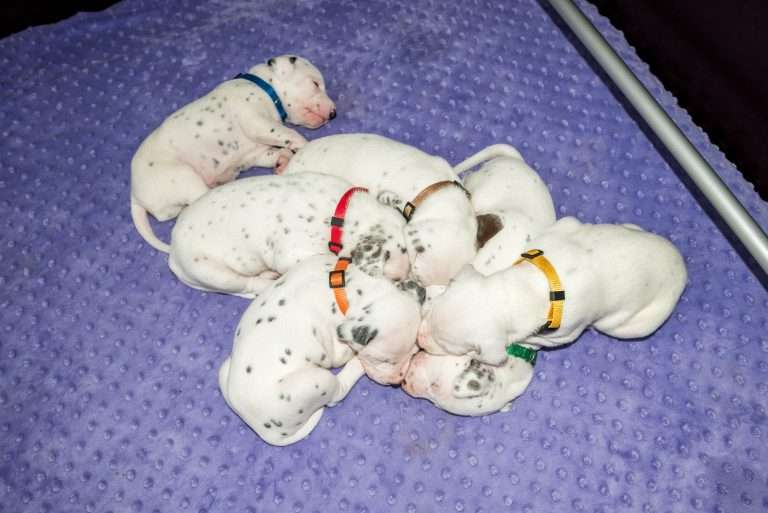 19. Lebenstag - B-Wurf (11)