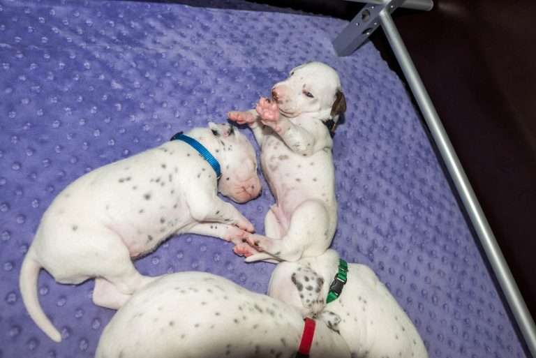 19. Lebenstag - B-Wurf (12)