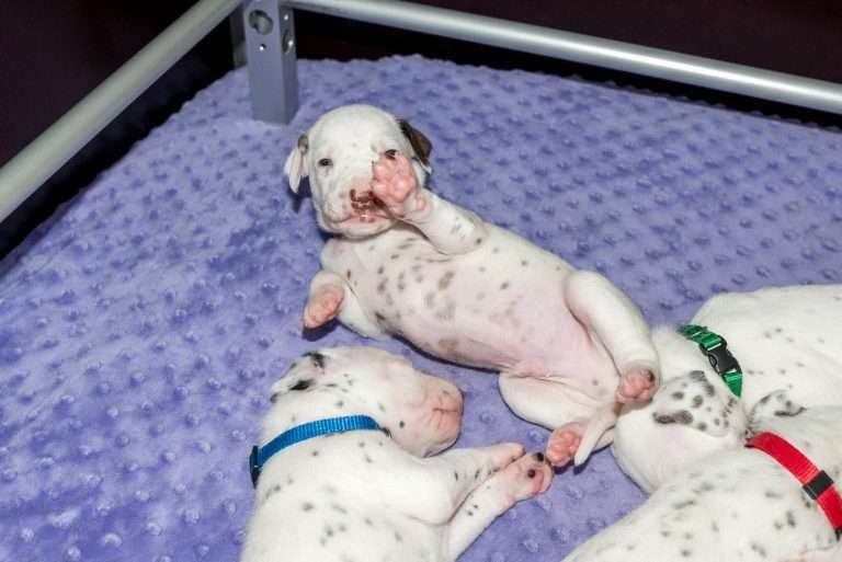 19. Lebenstag - B-Wurf (13)