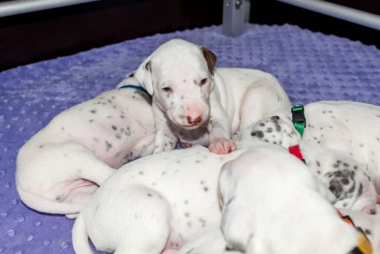 19. Lebenstag - B-Wurf (14)