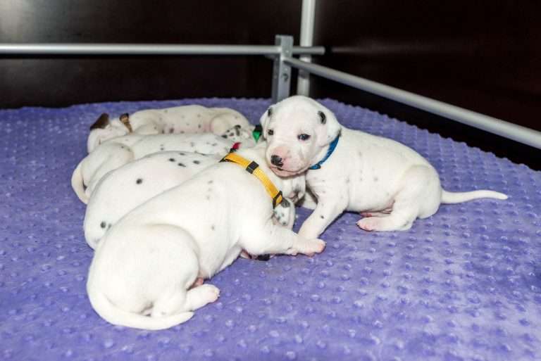 19. Lebenstag - B-Wurf (16)