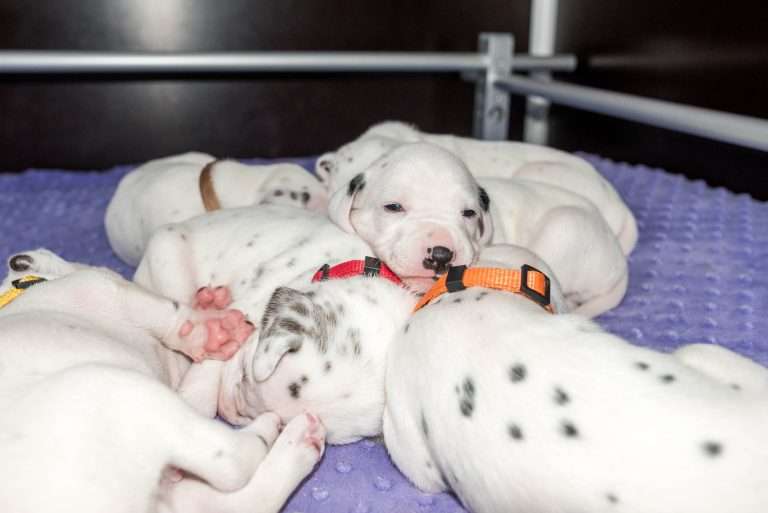 19. Lebenstag - B-Wurf (17)