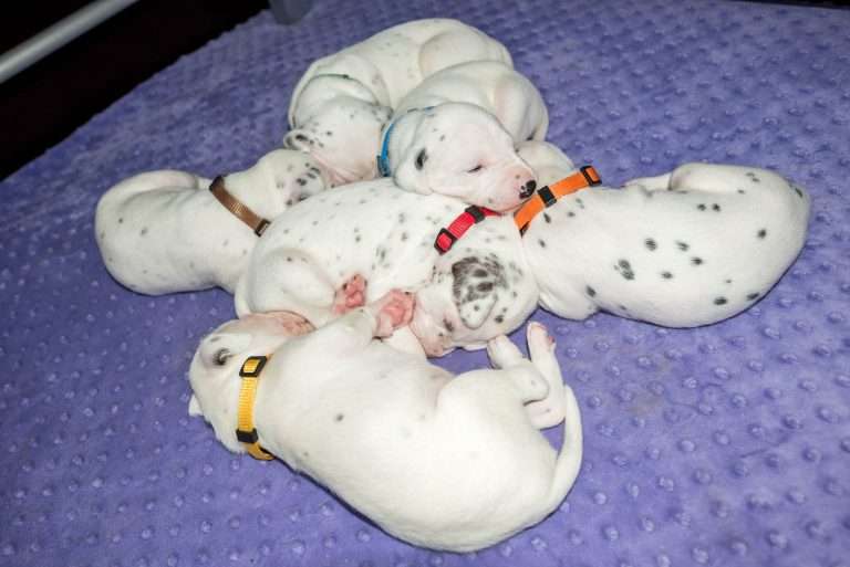 19. Lebenstag - B-Wurf (18)