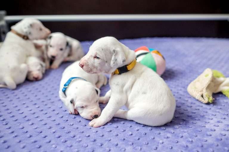 19. Lebenstag - B-Wurf (19)