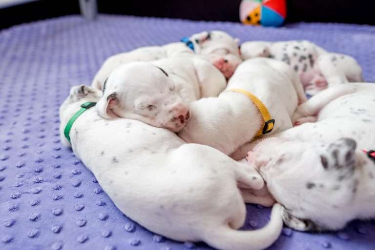 19. Lebenstag - B-Wurf (2)