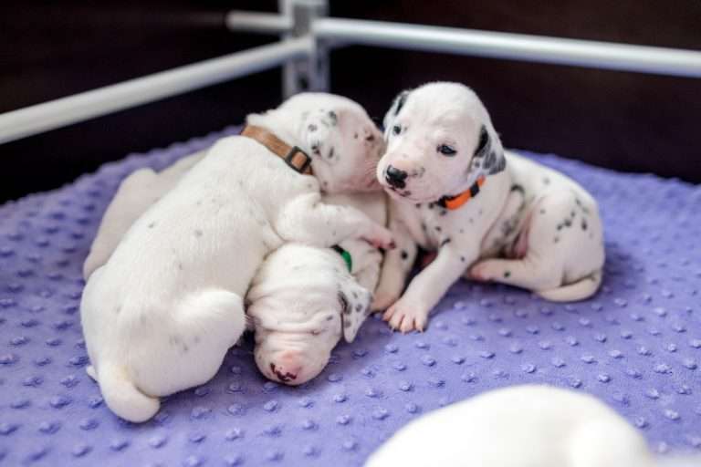 19. Lebenstag - B-Wurf (20)