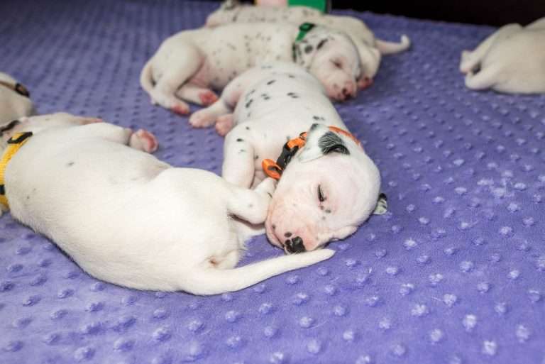 19. Lebenstag - B-Wurf (22)