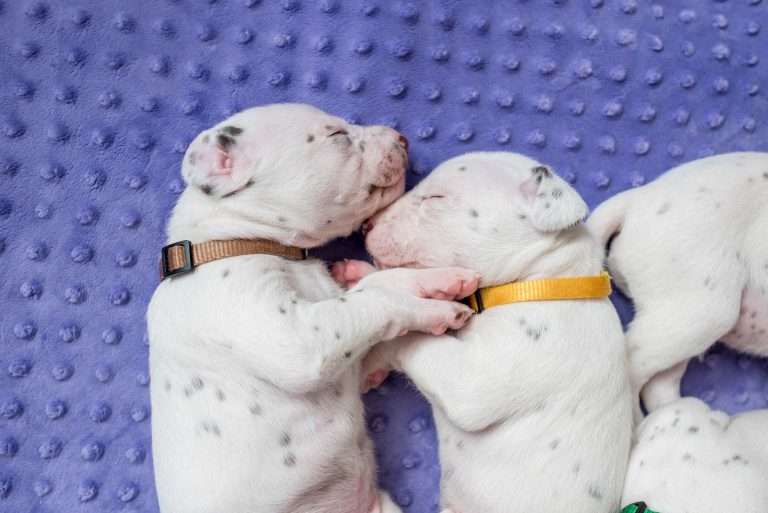 19. Lebenstag - B-Wurf (23)