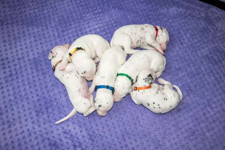 19. Lebenstag - B-Wurf (24)