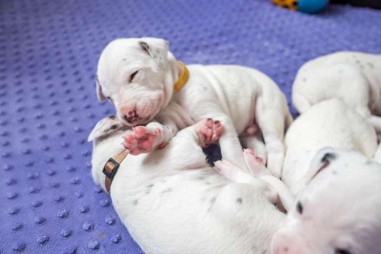 19. Lebenstag - B-Wurf (25)