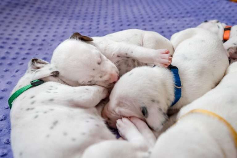 19. Lebenstag - B-Wurf (3)