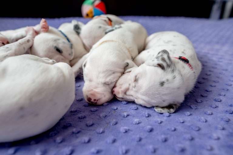 19. Lebenstag - B-Wurf (4)