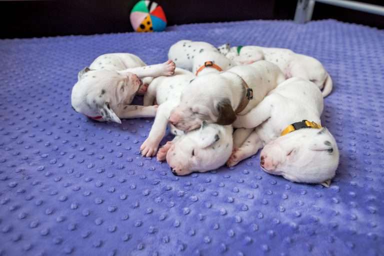 19. Lebenstag - B-Wurf (5)