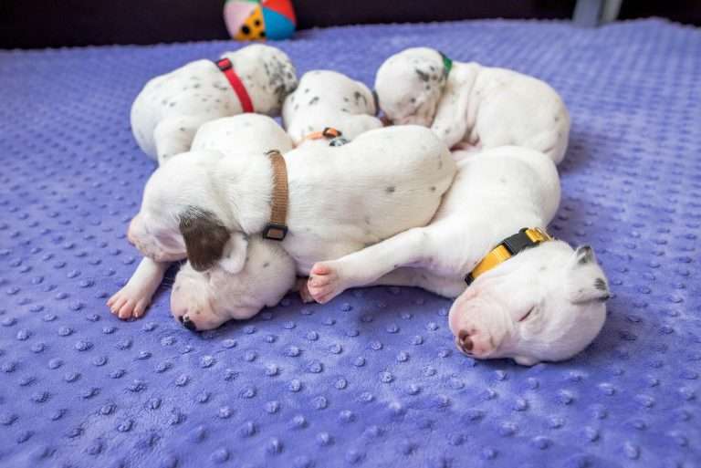 19. Lebenstag - B-Wurf (6)