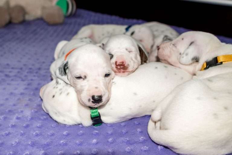 19. Lebenstag - B-Wurf (7)