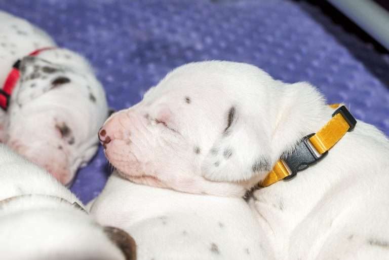 19. Lebenstag - B-Wurf (8)