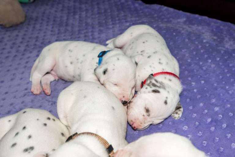 19. Lebenstag - B-Wurf (9)