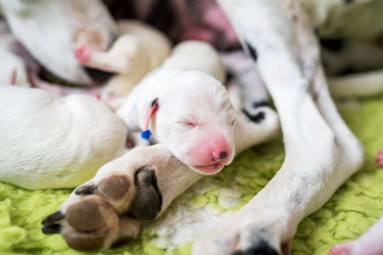 2. Lebenstag - B-Wurf (10)