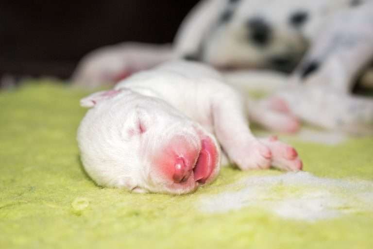 2. Lebenstag - B-Wurf (11)