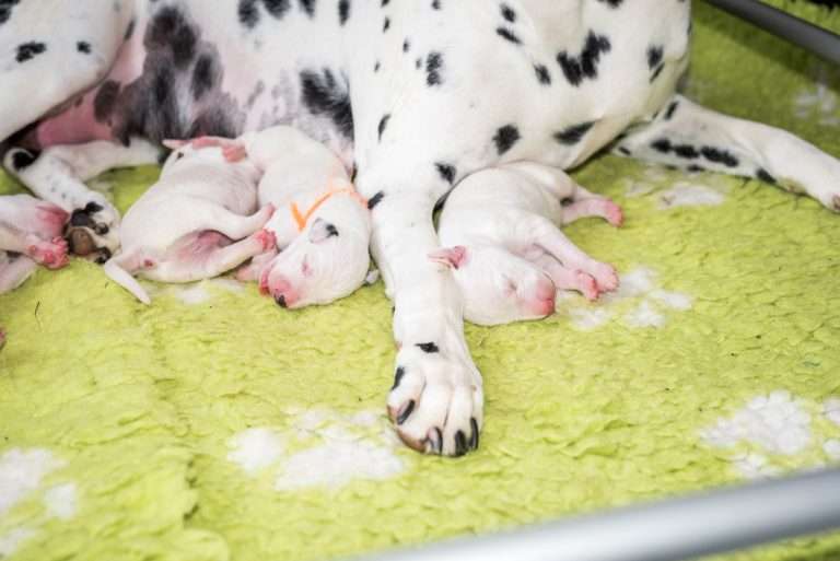 2. Lebenstag - B-Wurf (12)