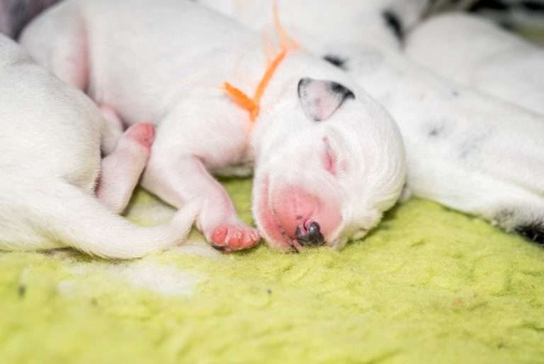 2. Lebenstag - B-Wurf (13)