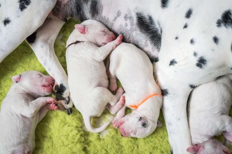 2. Lebenstag - B-Wurf (14)