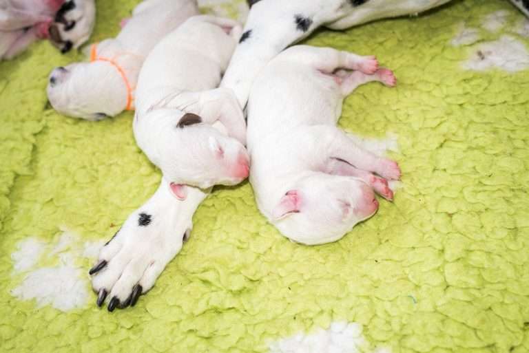 2. Lebenstag - B-Wurf (15)