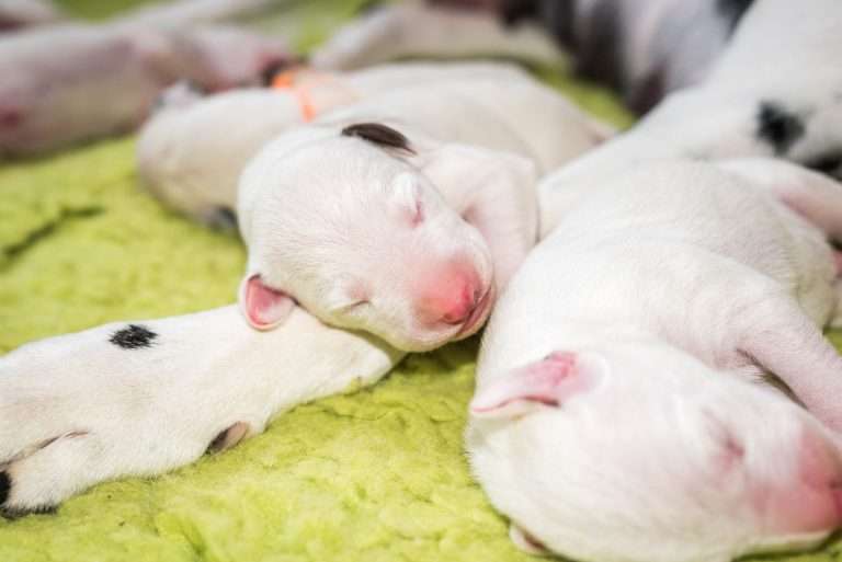 2. Lebenstag - B-Wurf (16)