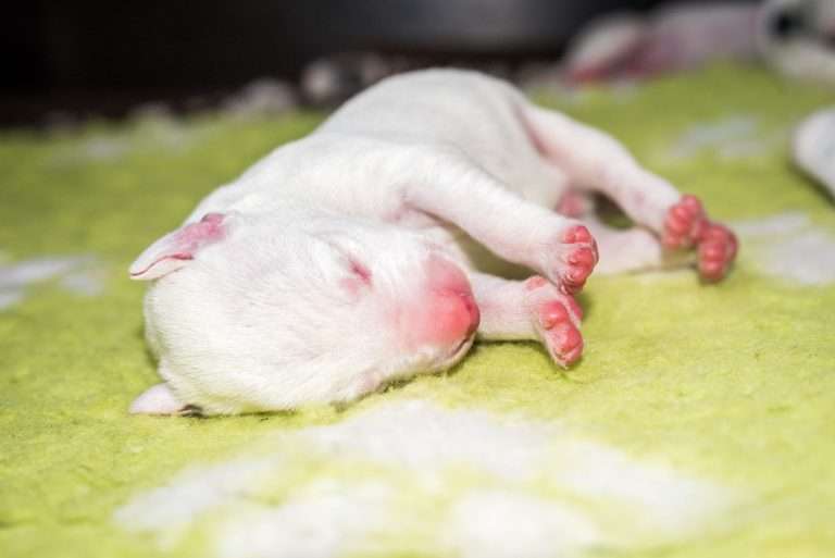 2. Lebenstag - B-Wurf (17)