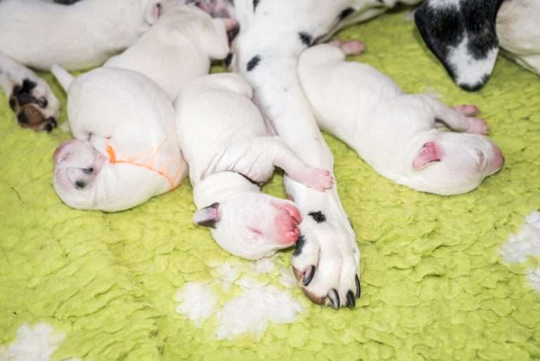 2. Lebenstag - B-Wurf (18)