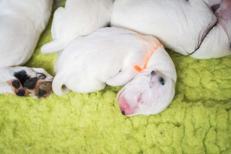 2. Lebenstag - B-Wurf (19)