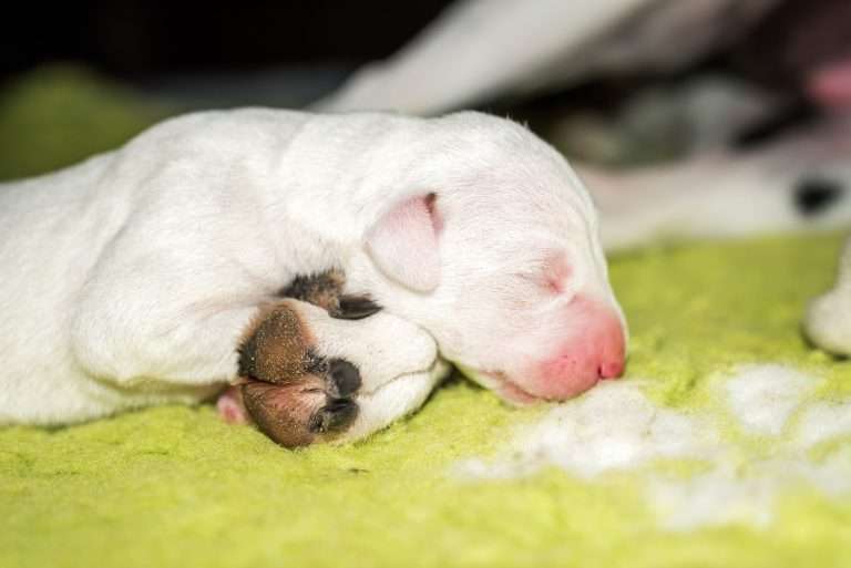 2. Lebenstag - B-Wurf (2)