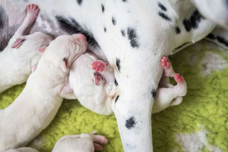 2. Lebenstag - B-Wurf (20)