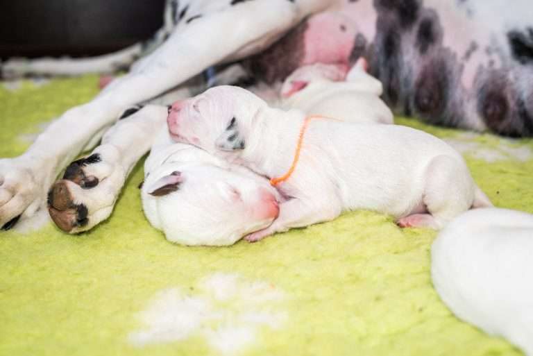 2. Lebenstag - B-Wurf (21)