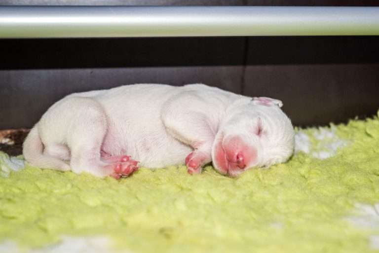 2. Lebenstag - B-Wurf (22)