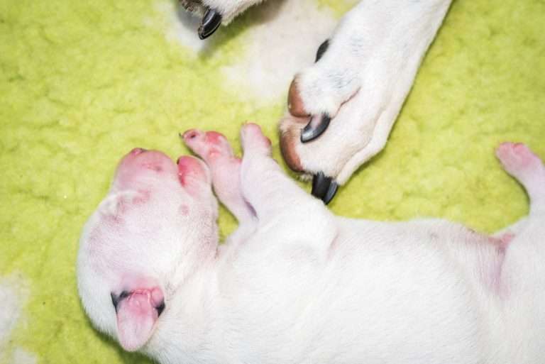 2. Lebenstag - B-Wurf (23)