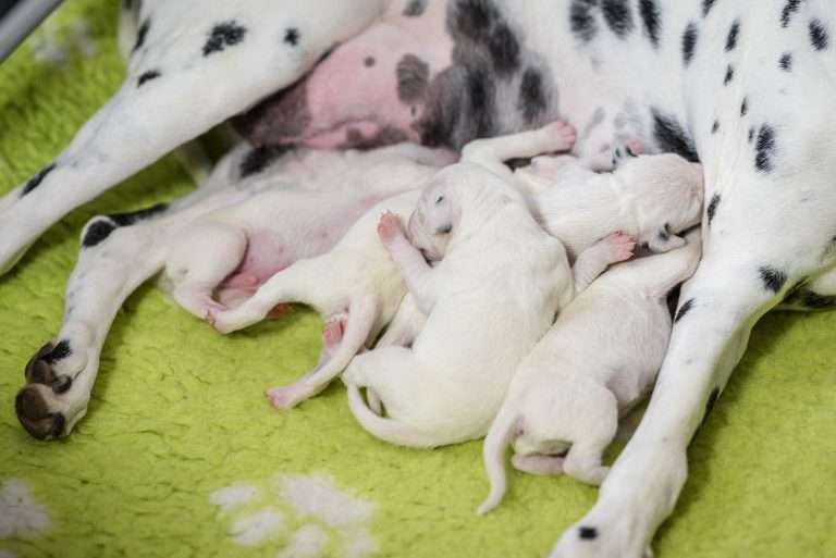 2. Lebenstag - B-Wurf (24)