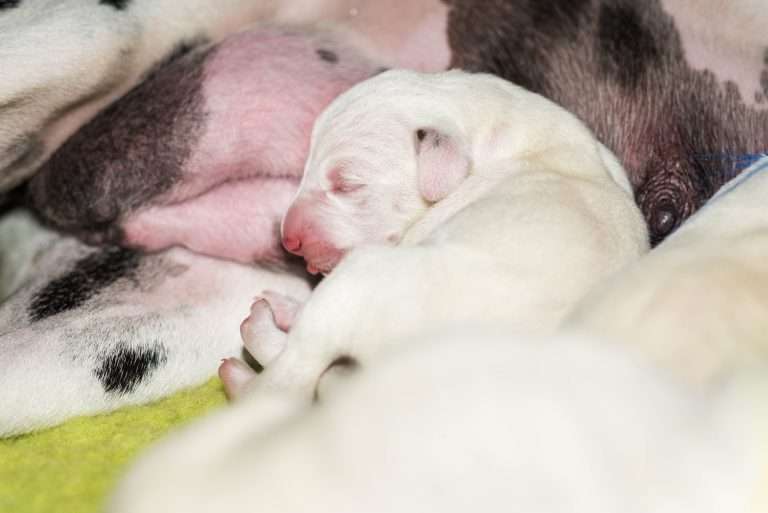 2. Lebenstag - B-Wurf (3)