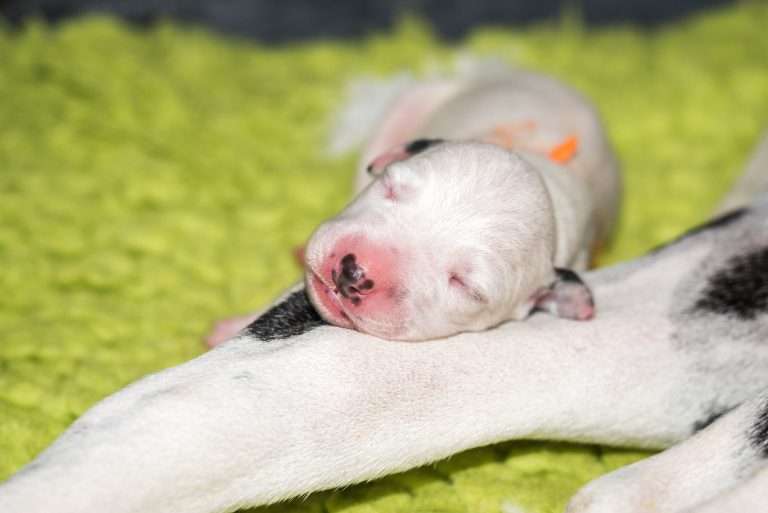 2. Lebenstag - B-Wurf (4)