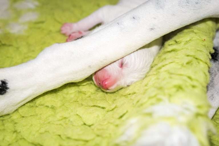 2. Lebenstag - B-Wurf (5)