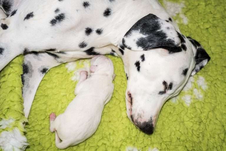 2. Lebenstag - B-Wurf (6)