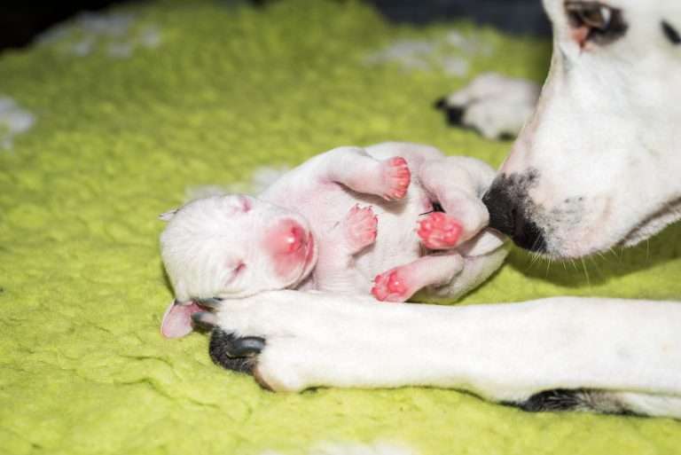 2. Lebenstag - B-Wurf (7)